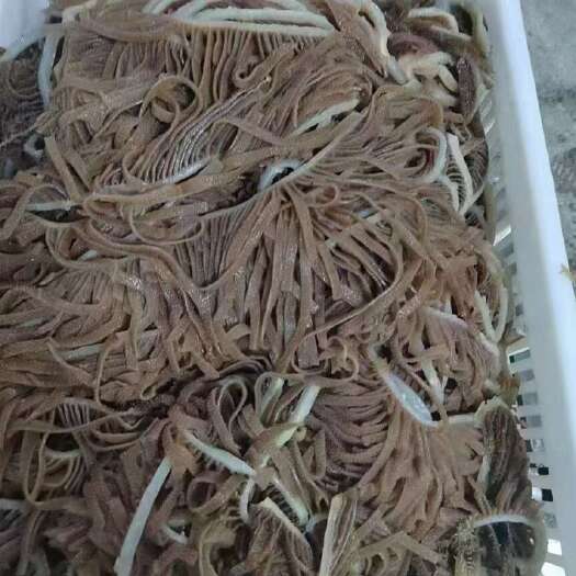 郑州黑白千层丝
