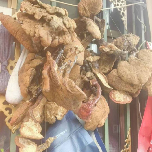 墨脱县热带雨林—灵芝