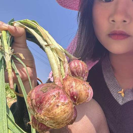 昆明云南昆明东川区紫皮蒜新鲜现挖大蒜口感佳质量优蔬菜葱姜蒜类