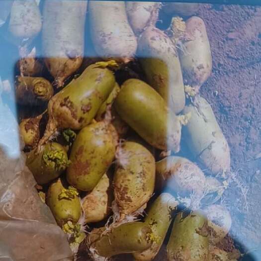 灵宝市三门峡灵宝优质新鲜白萝卜直销蔬菜根茎菜现挖现发
