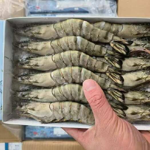 连云港特大黑虎虾海洋虾草虾特大黑虎虾超大号海捕特大老虎虾对虾斑节虾