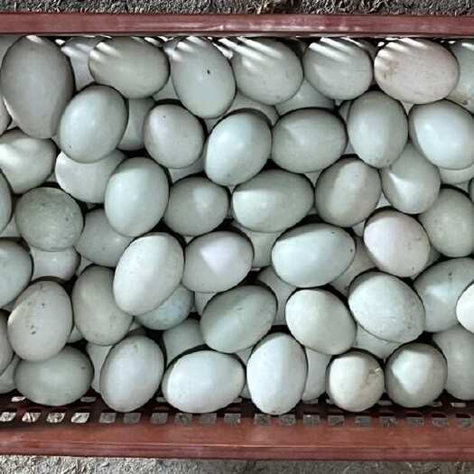 漳浦县新鲜青皮鸭蛋 福建漳州漳浦直供批发零售商 精品鸭蛋