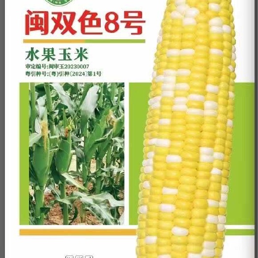 平远县闽双色8号水果玉米种子 金银粟种子 产量好 口感好 抗病性强