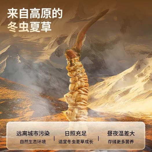 冬虫夏草（高原产）