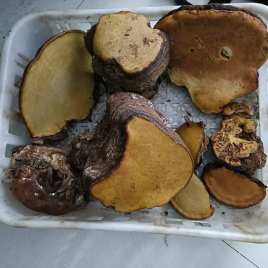 墨脱县红豆3灵芝—青冈灵芝
