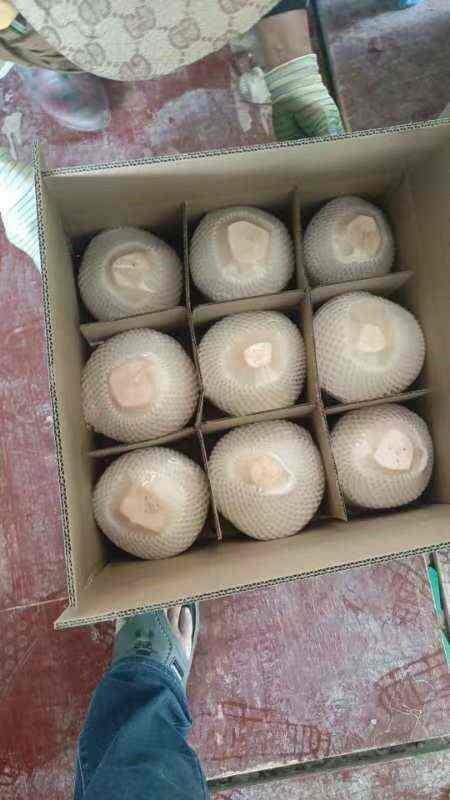 海南万宁椰皇新鲜椰子现摘现发天然美味水果饮品