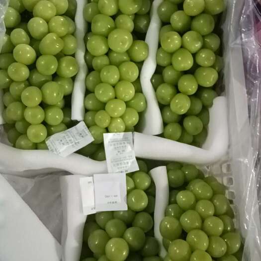 大荔县阳光玫瑰工厂货，量大，价格随行就市