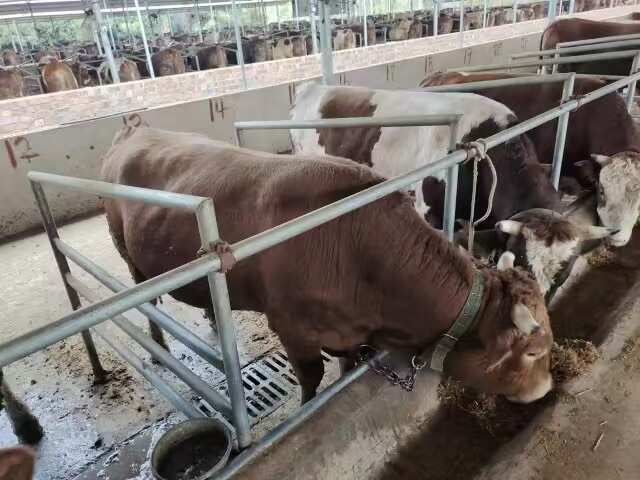永福县大量肉牛待出售，出肉率可保证40%
