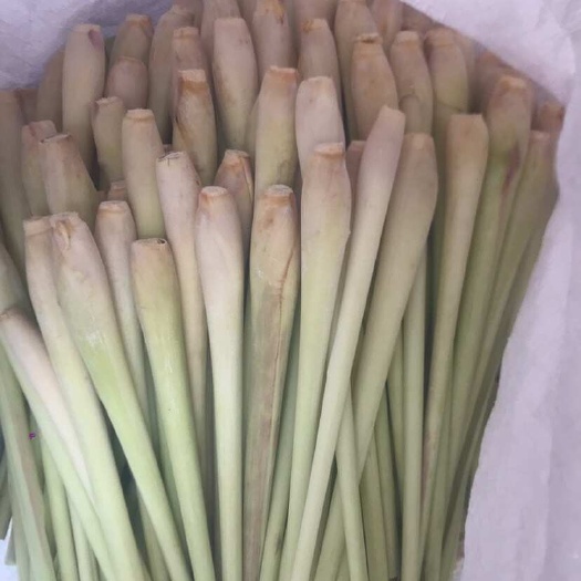 广宁县香茅草新鲜采摘广东肇庆广宁直供蔬菜野菜特色农产品定做精品香茅