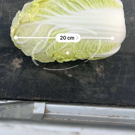 永清县黄心娃娃菜