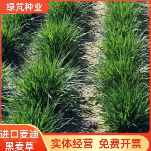 沭阳县多年生麦迪黑麦草绿化固土护坡草籽 牧草饲用种子