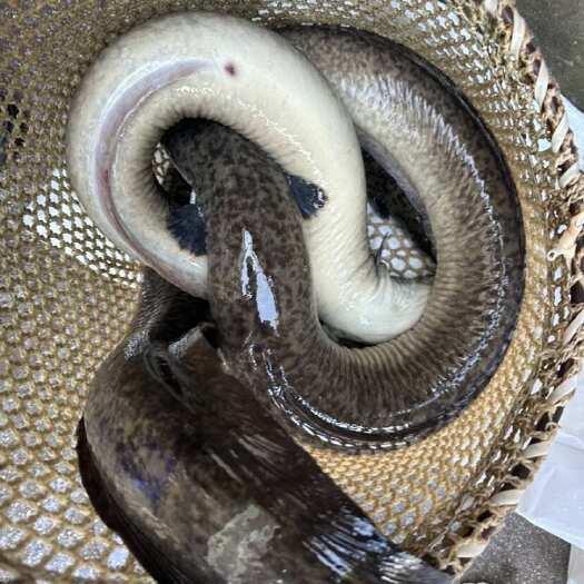 保山鳗鱼
