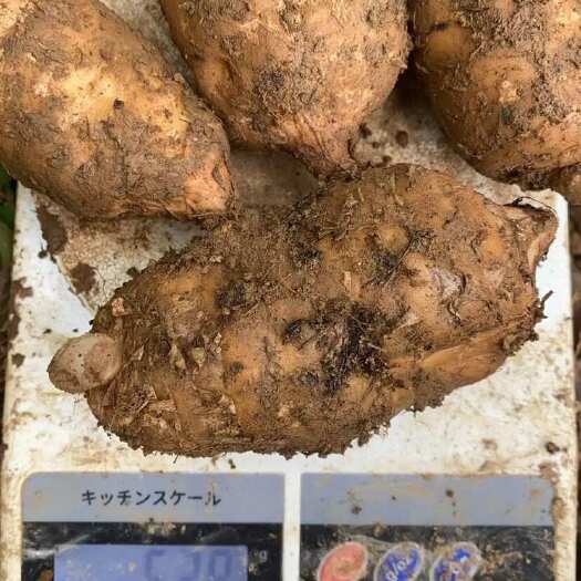 赫章县出售天麻