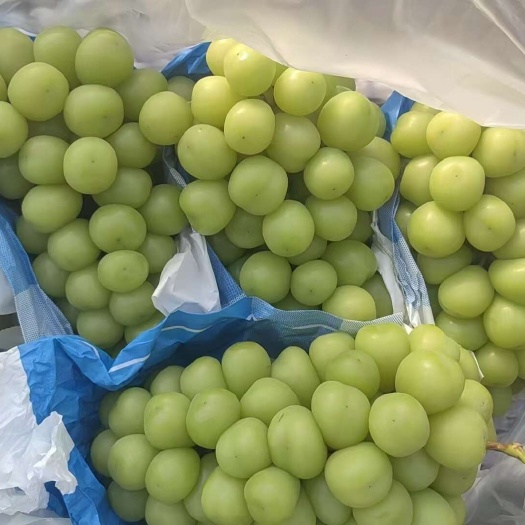 鸡泽县大量供应阳光玫瑰   榨汁果