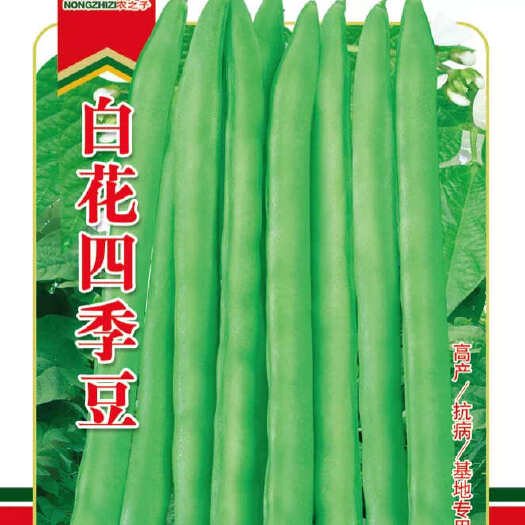 株洲白花四季豆高的产量抗病基地专用早熟55天采收
