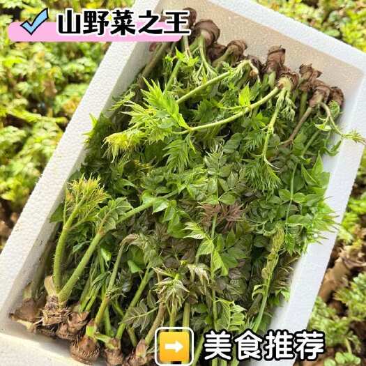 绥中县辽宁绥中新鲜刺老芽蔬菜 嫩绿可口 精选发货 辽西特色农产品