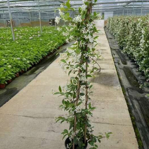 沭阳县高度1米5茉莉花
