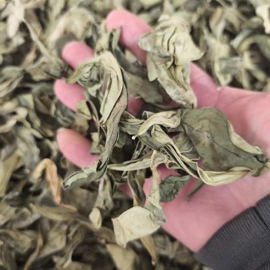 玉林【龙利叶】优质龙利叶中药材 新鲜翠绿 干货批发