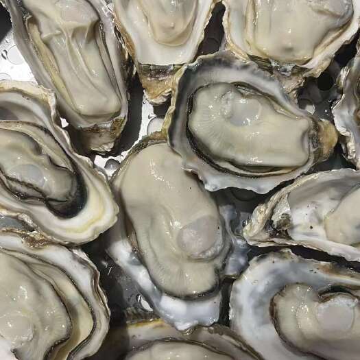 东港市生蚝肉批发