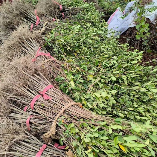 大别山黄栀子苗(有1年2年3年苗)