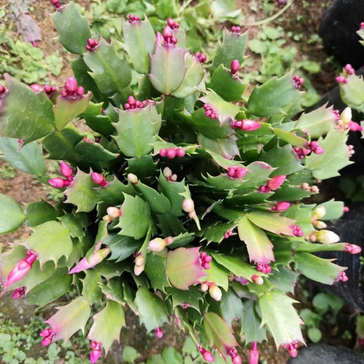 蟹爪兰带花苞，农户种植直发