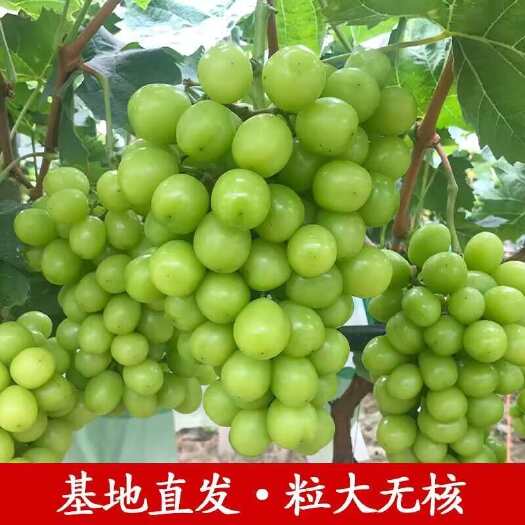 青岛阳光玫瑰晴王葡萄新鲜当季大果香印青提子脆甜无籽孕妇水果礼盒装