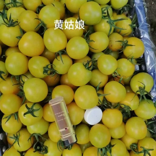 盘山县盘锦碱地小柿子