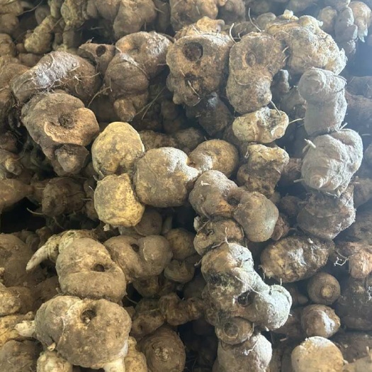 凤凰县黄精黄精 鸡头甜黄精 深山采挖 一手批发