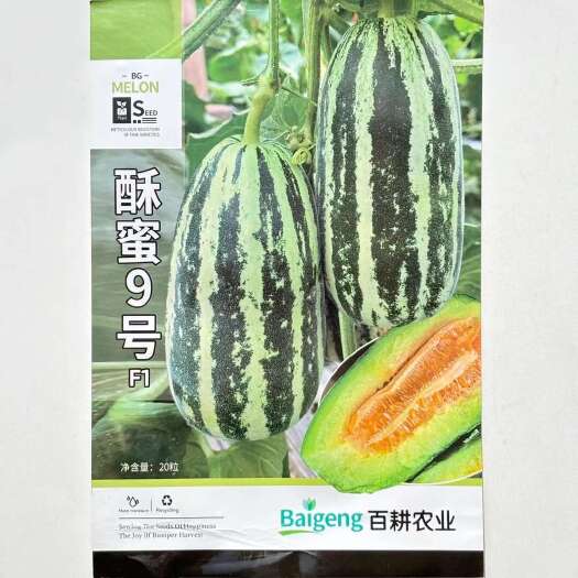 沭阳县酥蜜8号甜瓜种子博洋甜瓜花皮香瓜种籽春季蔬菜种子花皮香甜瓜种
