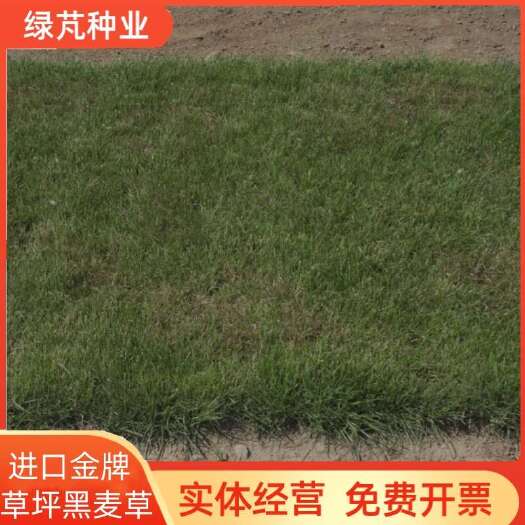 沭阳县多年生蓝标金牌黑麦草种子草坪草籽矮生耐寒绿化耐践踏种子