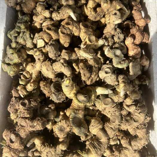 黄精黄精 倒苗多花姜型 鸡头甜黄精 深山采挖 一手批发