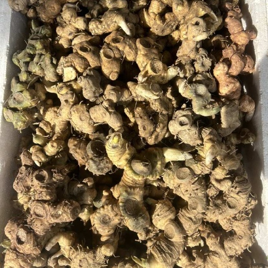 凤凰县黄精黄精 倒苗多花姜型 鸡头甜黄精 深山采挖 一手批发