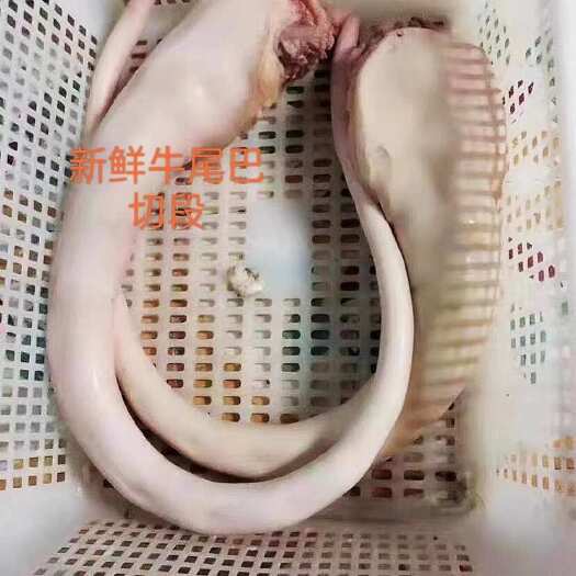 南宁牛尾巴新鲜整根带皮黄牛尾 无尾骨