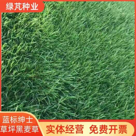 沭阳县蓝标绅士多年生黑麦草种子草坪绿化耐寒耐旱易活种籽