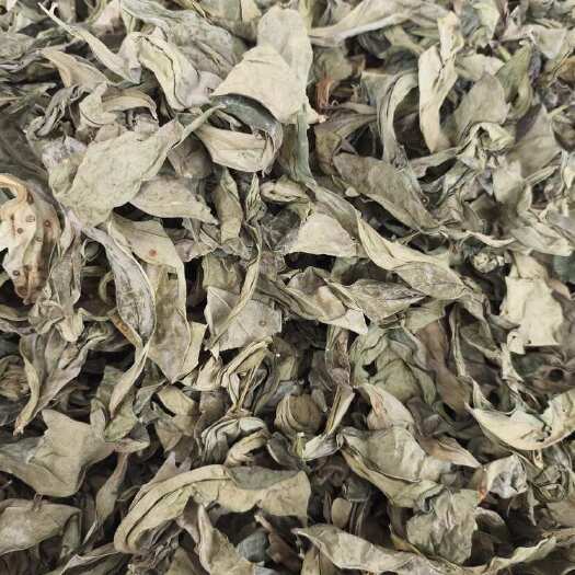 （龙利叶中药材叶类 自然晾干 干货批发零售