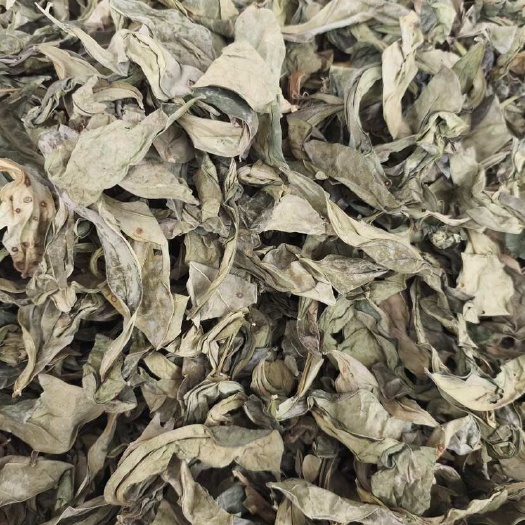 玉林（龙利叶中药材叶类 自然晾干 干货批发零售
