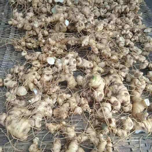 垫江现挖新鲜黄精老虎姜大黄姜煲汤特带泥