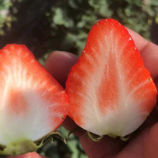 北京自产红颜草莓，需要的老板与我联系，口感果行都很棒，需要联系