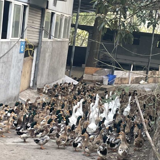 土鸭