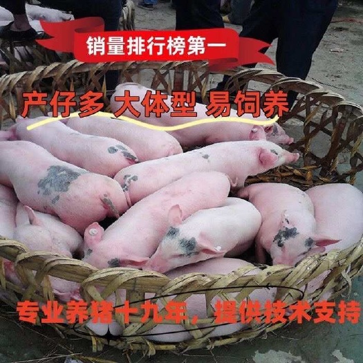长太二元母猪 苏太母猪长大二元母猪