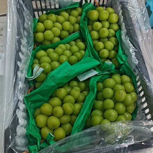 大荔县阳光玫瑰，大量优品带保鲜，有冷链，可以发全国需要的私聊