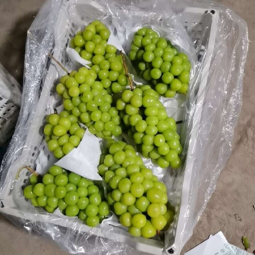 晋州市阳光玫瑰