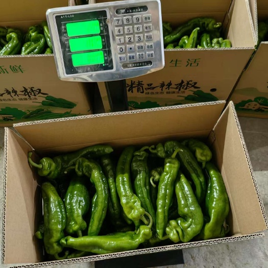 南安市泡椒青泡椒301