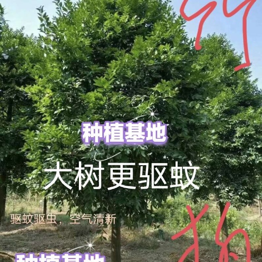 新宁县竹柏大树小苗，矮化修剪苗，驱蚊驱虫，1-3米高，庭院风景绿化
