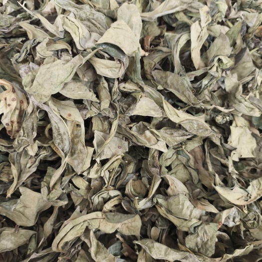 玉林龙利叶药材龙利叶龙俐叶龙舌叶 龙脷叶牛耳叶