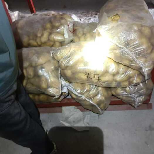 安丘市山东精品荷兰土豆大量有货，欢迎全国各地老板实地考察订购