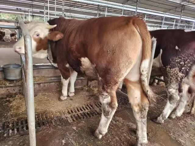 鹿寨县大量肉牛待出售，出肉率可保证40%
