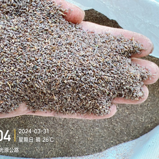 毛货沙蒿种子20吨
