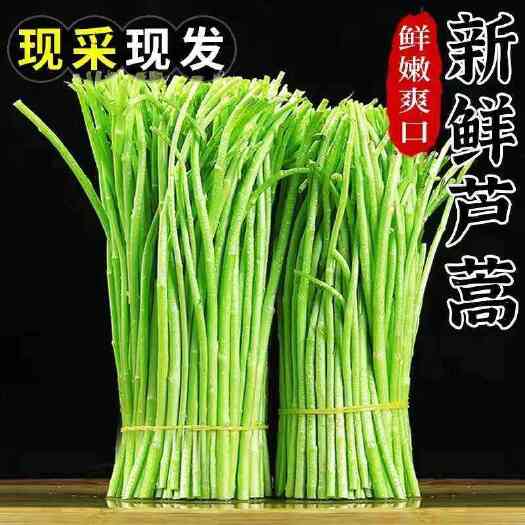 泗阳县苏北当季芦蒿青蒿去叶去老根新鲜发货