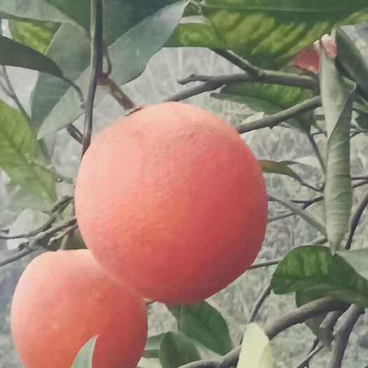 资中县资中血橙